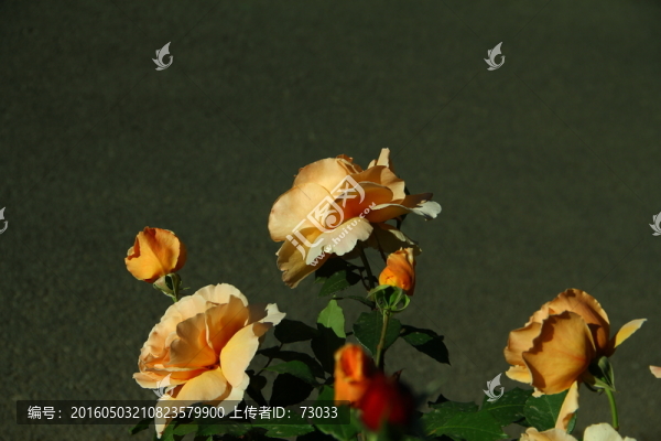 橘色玫瑰