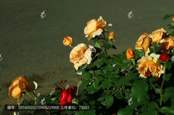 橘色玫瑰