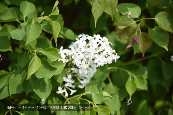 丁香花