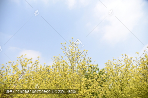 春天樹林背景