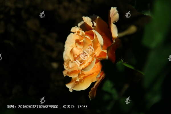 橘色玫瑰-匯圖網(wǎng) www.fosd68.com 橘色玫瑰