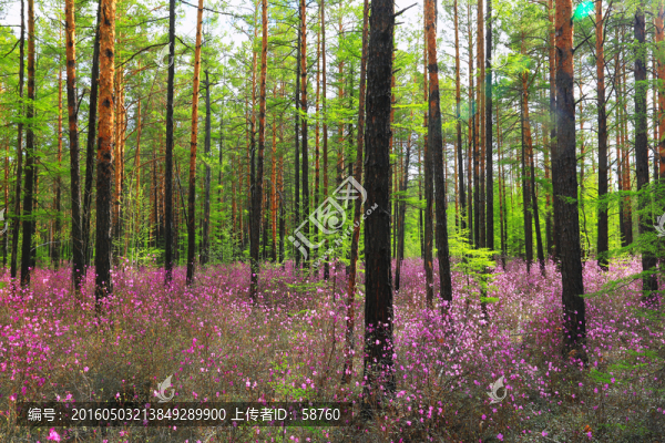 杜鵑花盛開(kāi)的松林