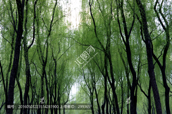柳浪聞鶯,西湖十景之五