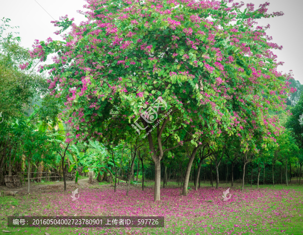 紫荊花樹