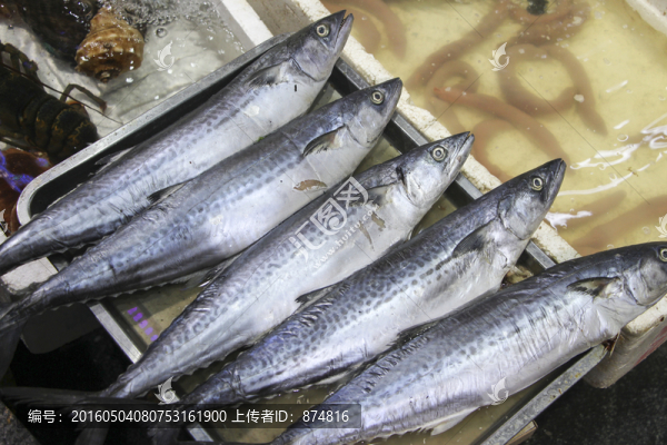 鲅魚(yú)