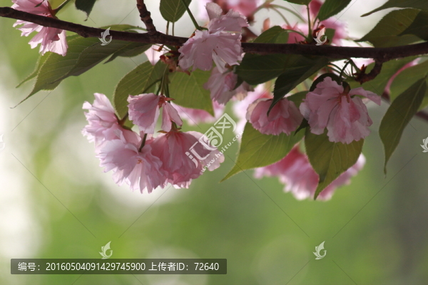 花滿枝頭