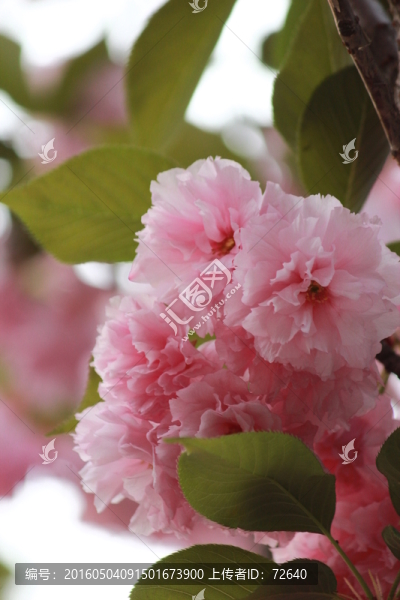 櫻花之戀