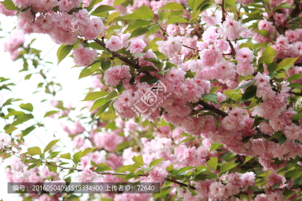 花滿枝頭