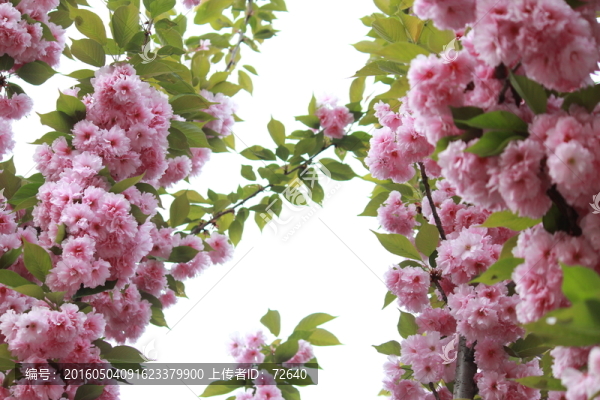 櫻花節(jié)