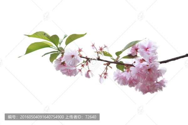 花枝