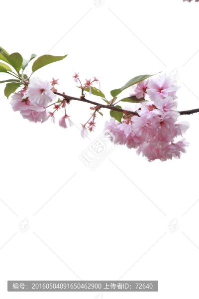 櫻花