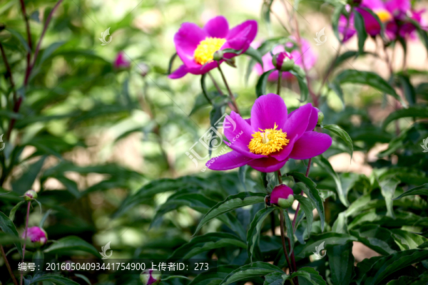 芍藥花