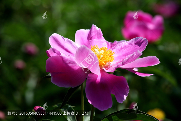 芍藥花