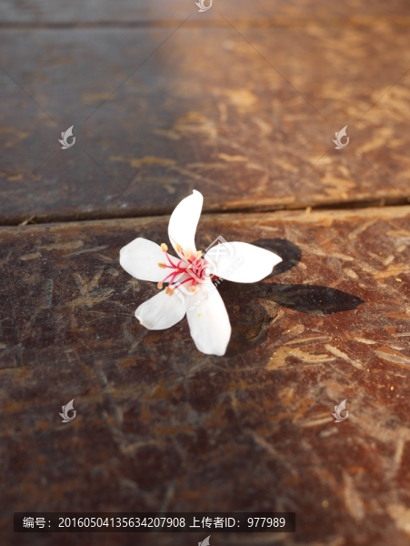油桐花