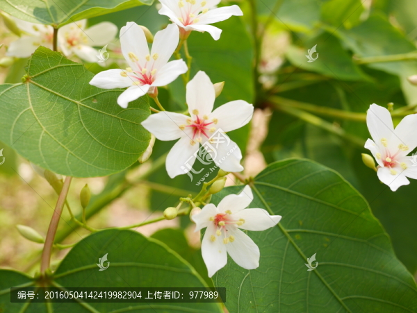 油桐花