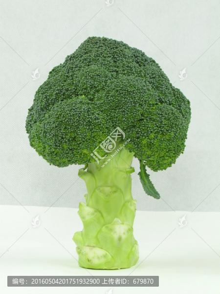 西蘭花