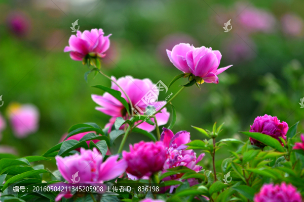 芍藥