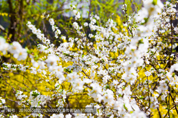 櫻桃花,櫻桃樹,山花盛開