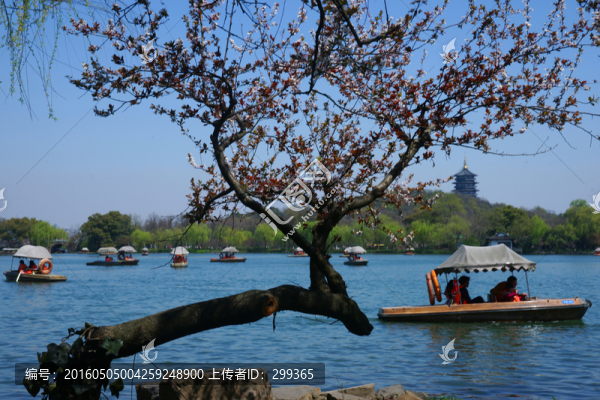 蘇堤春曉,西湖十景之一