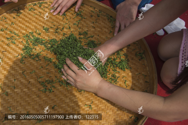 搓茶
