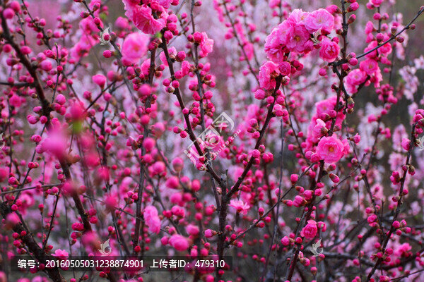 山丹丹,桃紅,春天,花朵,花卉