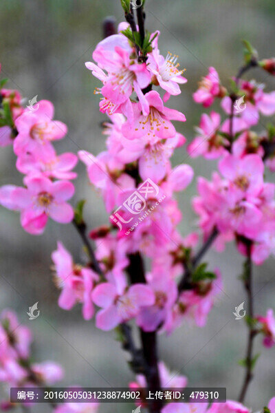 山丹丹,桃紅,春天,花朵,花卉