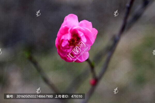 山丹丹,桃紅,春天,花朵,花卉