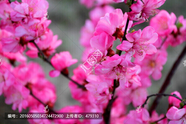 山丹丹,桃紅,春天,花朵,花卉