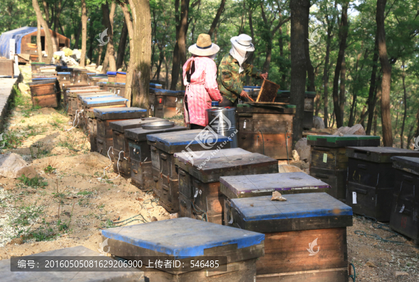 養(yǎng)蜂