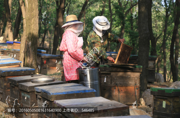 養(yǎng)蜂人
