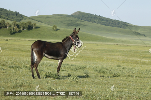 草原驢