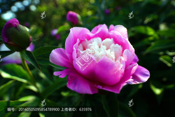 牡丹