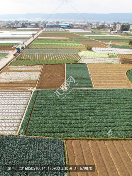 田野