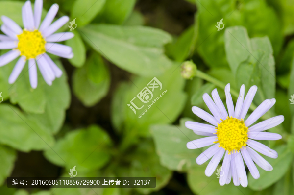 兩朵雛菊