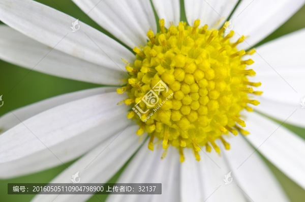 白色小花黃色花蕊微距
