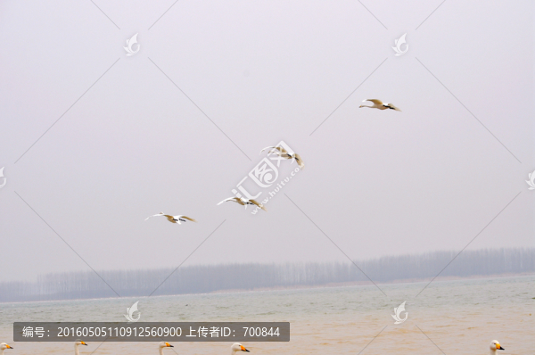 飛翔中的野生大天鵝