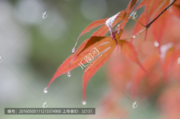 雨中的紅色楓葉