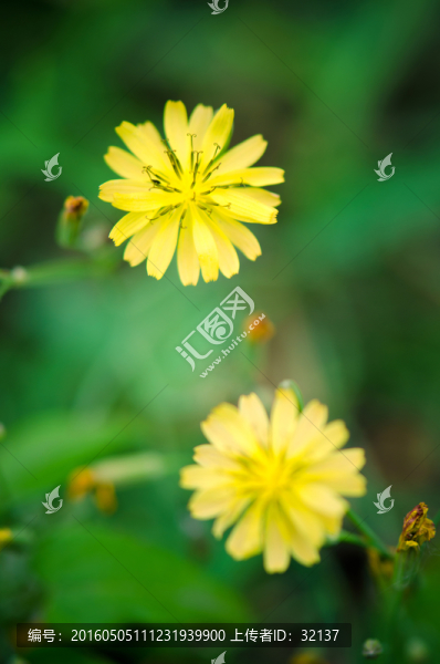 黃色野花