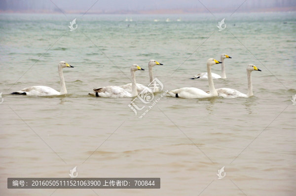 山西平陸三灣天鵝湖