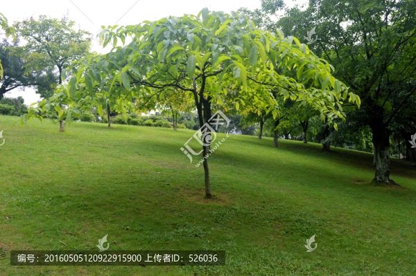 草地