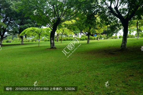 草地