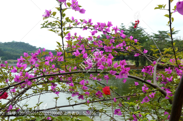 葉子花