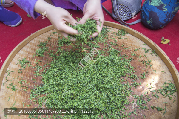 手工揉茶圖解