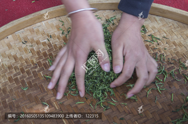 揉茶