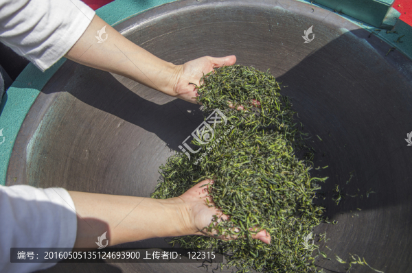 春茶加工制作