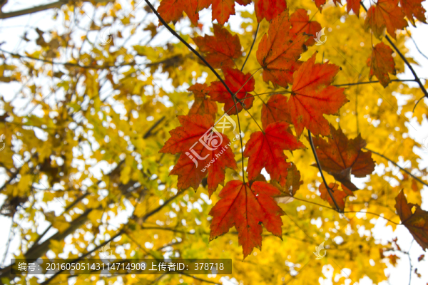 秋天的紅橡樹