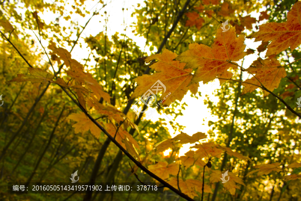秋天的紅橡樹(shù)