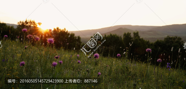 草原日出