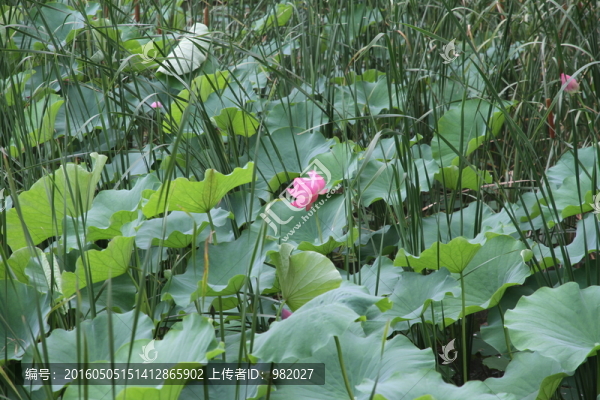 荷花
