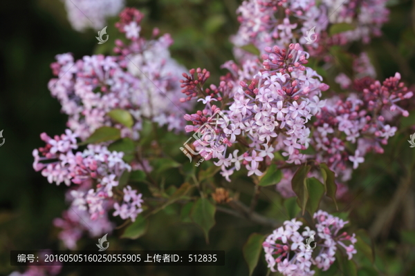 丁香花